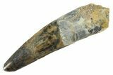 Fossil Spinosaurus Tooth - Real Dinosaur Tooth #347154-1